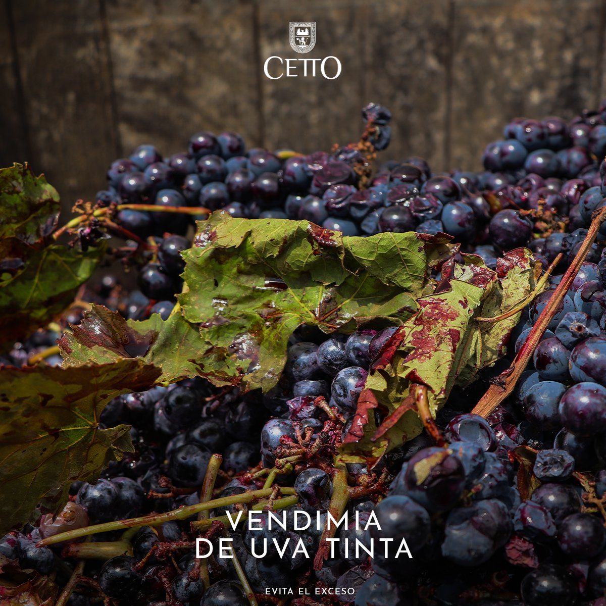 La pizca de uva tinta se cosecha en diferentes momentos porque cada variedad de uva tiene su propio ciclo de maduración y características únicas. Factores como el clima, el suelo, la técnica de cultivo influyen y claro el objetivo o diseño de cada vino

#HablemosdeVino #VinoTinto