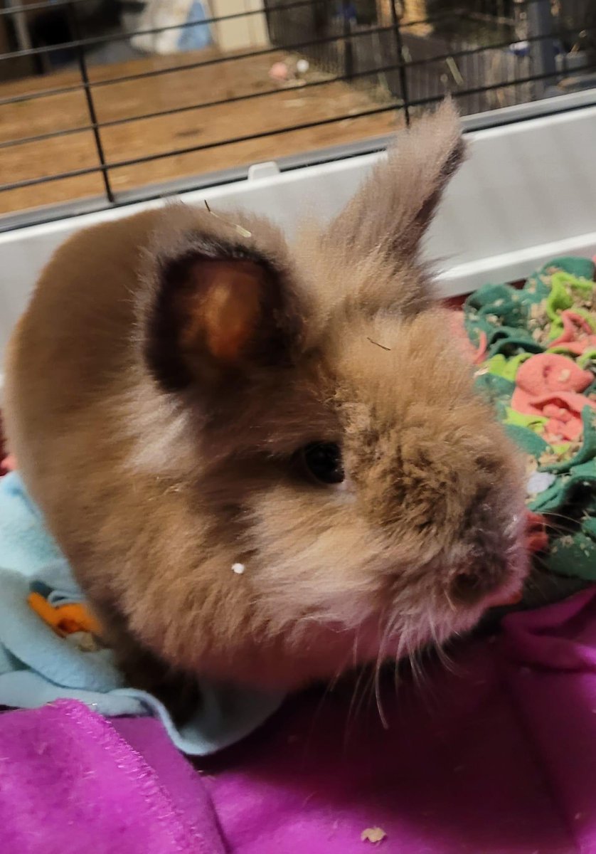 This cute little guy has come into our care and he needs a new name! What do you think? 

#rescue #bunny #rabbit #adopt