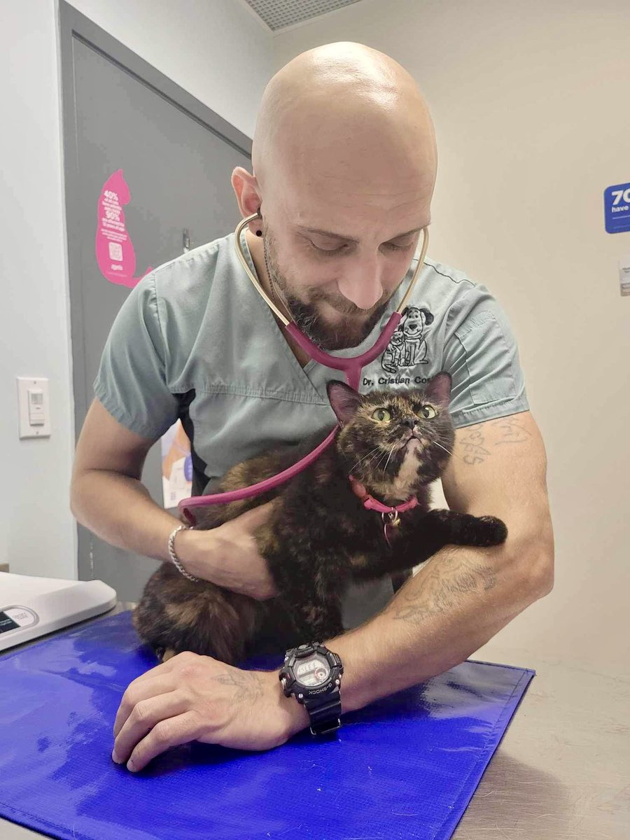 Look at sweet Dinah!❤️ This poor girl had skin sores &amp; was losing her fur -  it turned out to be flea allergy dermatitis, even though she’s an indoor cat. Fleas don’t respect our boundaries! After parasite treatment &amp; antibiotics she’s feeling so much better❤️#roncy #highpark