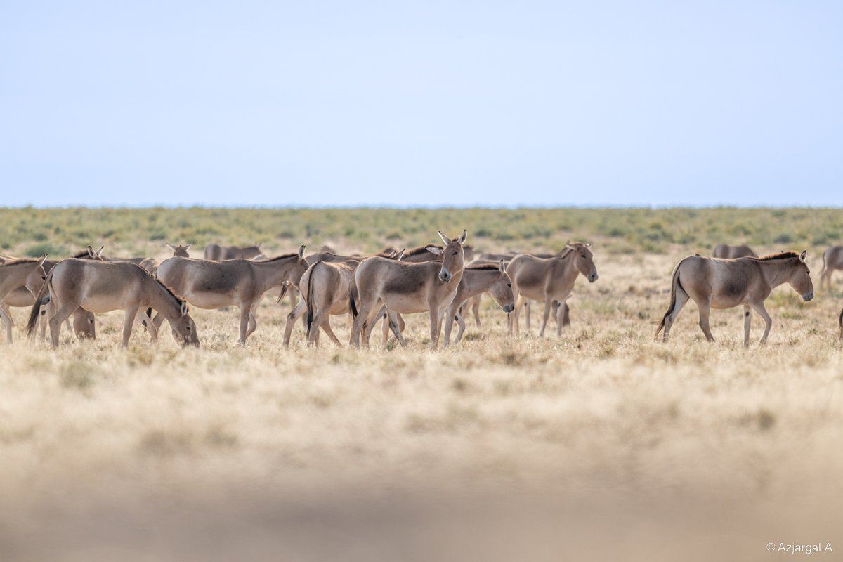 Бараг 1000 аад хулантай таараад баахан зураг авсан