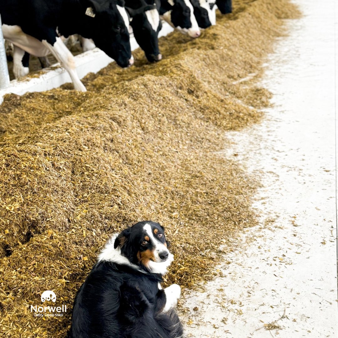 Congratulations to Wes and Maggie McEwen (and their beautiful pup) on the successful startup of their DeLaval V310 today! The first push went very smoothly and the cows are loving their new home! This new entrant barn came together beautifully and we are thrilled to be a part of