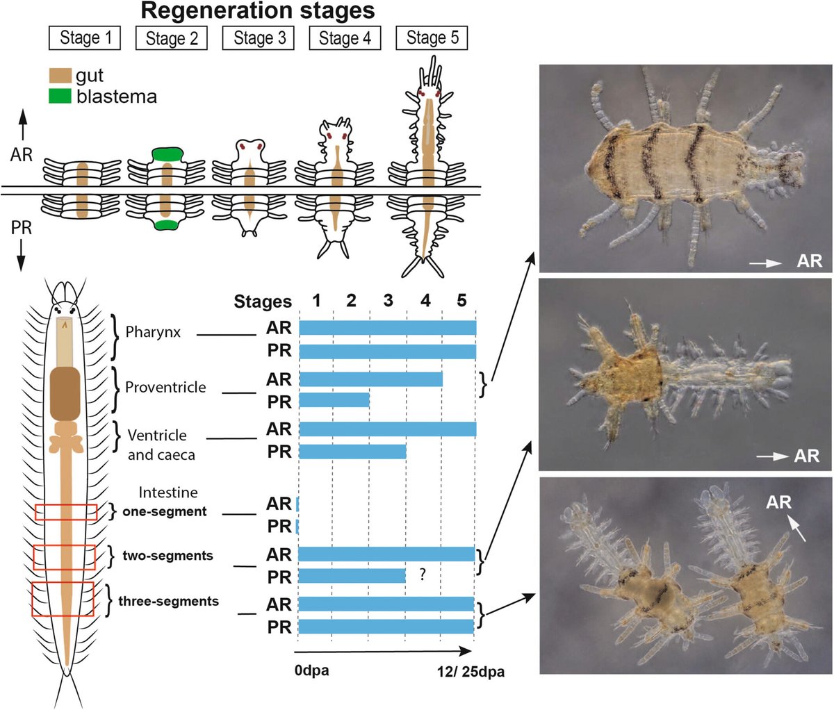 Rannyele Ribeiro, PhD tweet media