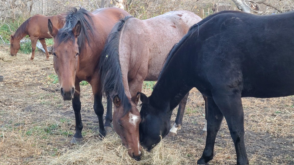 JBMEquiFarms's tweet photo. This is so amazing for a city kid like me who didn't grow up in this business.
GrammaV & her first born Charlie Bear (in the back) & her granddaughter(Opal) by her second son(Eddy)
And Auntie Grace (momma to Grady, a son of Eddy's)
#family #horses #Manitoba
#boonbarscoin https://t.co/79AVJZt8us