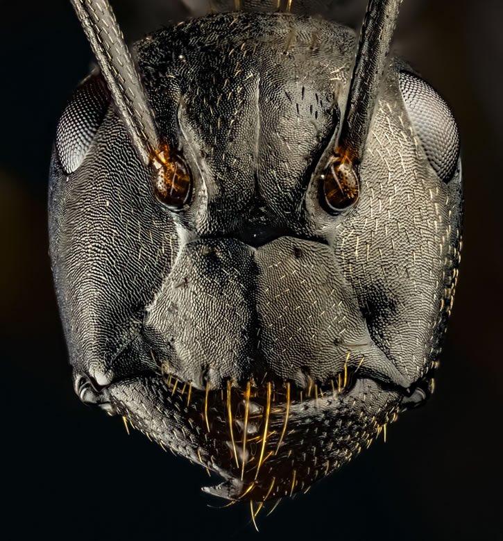 UniverCurious's tweet image. Photographer Joshua Coogler Captures CloseUp Photos Of Ants That Will Give You Nightmares