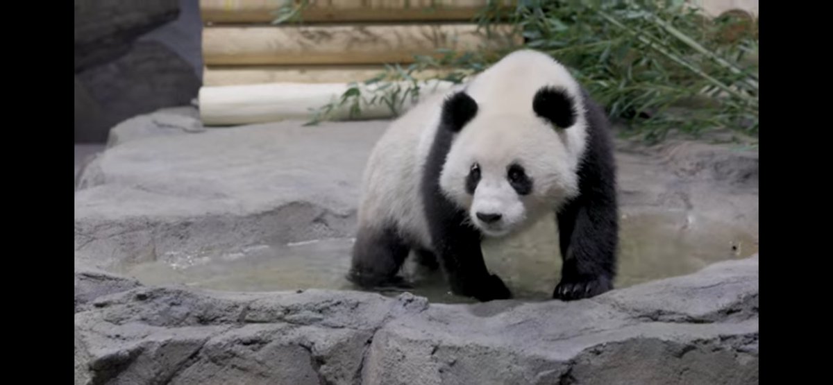 Princess Pinky 1st of Her Name & Mother of Pandas tweet media