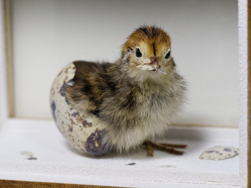 剥製　鳥 tori (@tori8087) / Posts / X