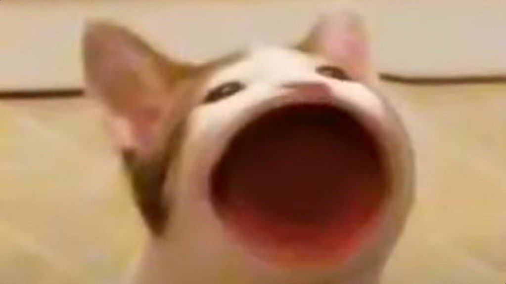 기여워!!!!!!! 한입 와앙