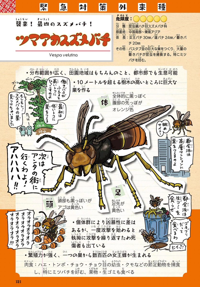 スズメバチの巣が話題だけど、特定外来生物ツマアカスズメバチは都市部でも生息可能で、高層マンションにも巣を作るので、マジでヤバい。

#外来いきもの図鑑
https://t.co/tkOuVQrdYV

既に九州にも上陸しています。巣を見つけたら役所に通報して下さい。

#おむすび
#朝ドラおむすび 