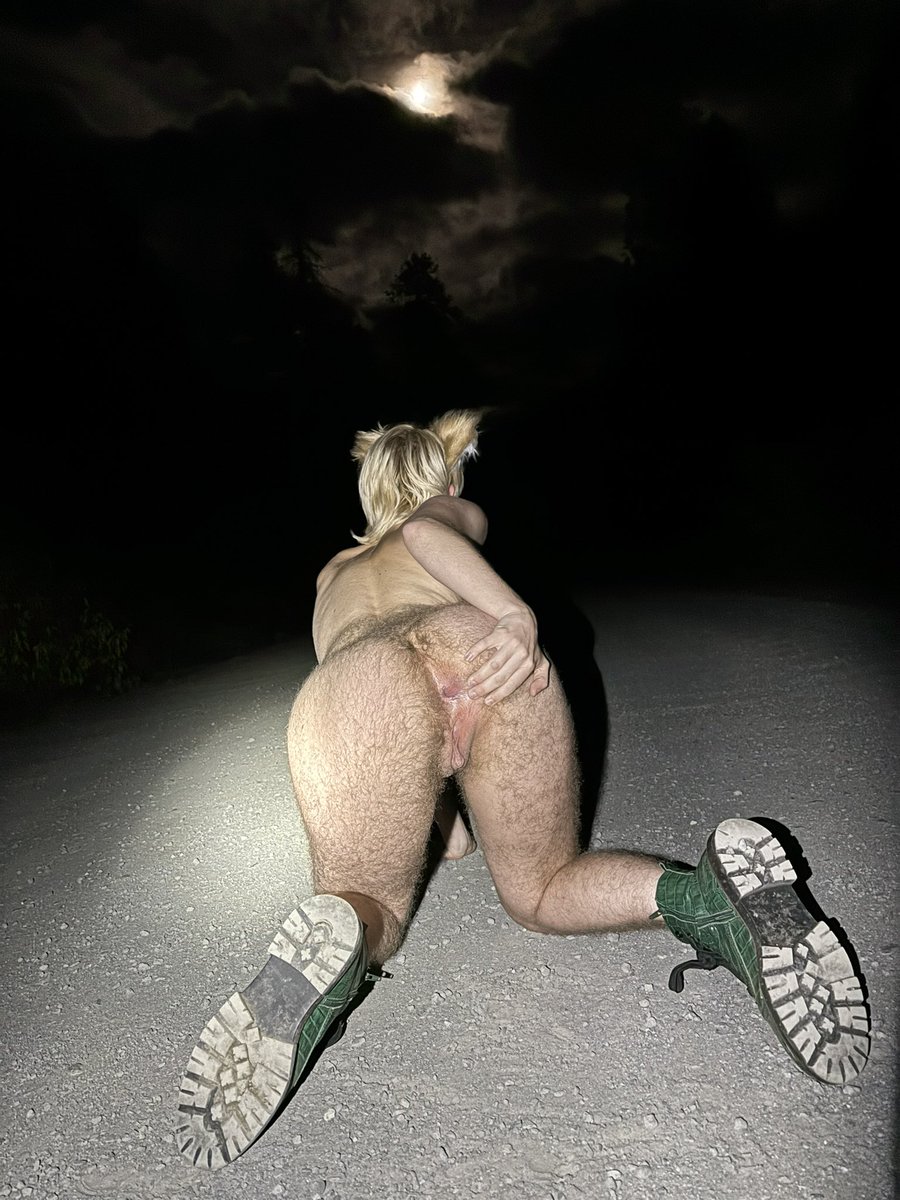 xpawstarx's tweet photo. stray dog in the headlights https://t.co/1KZAbPPESN