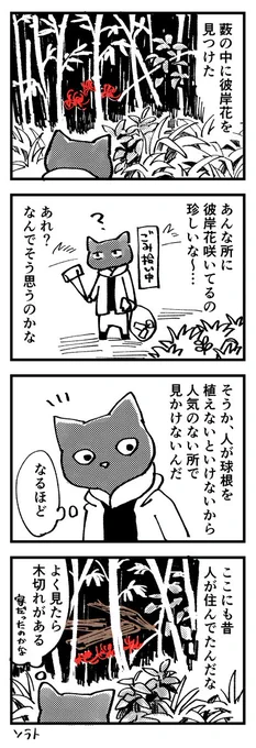 今年彼岸花咲くの1ヶ月ぐらい遅かった気がする 