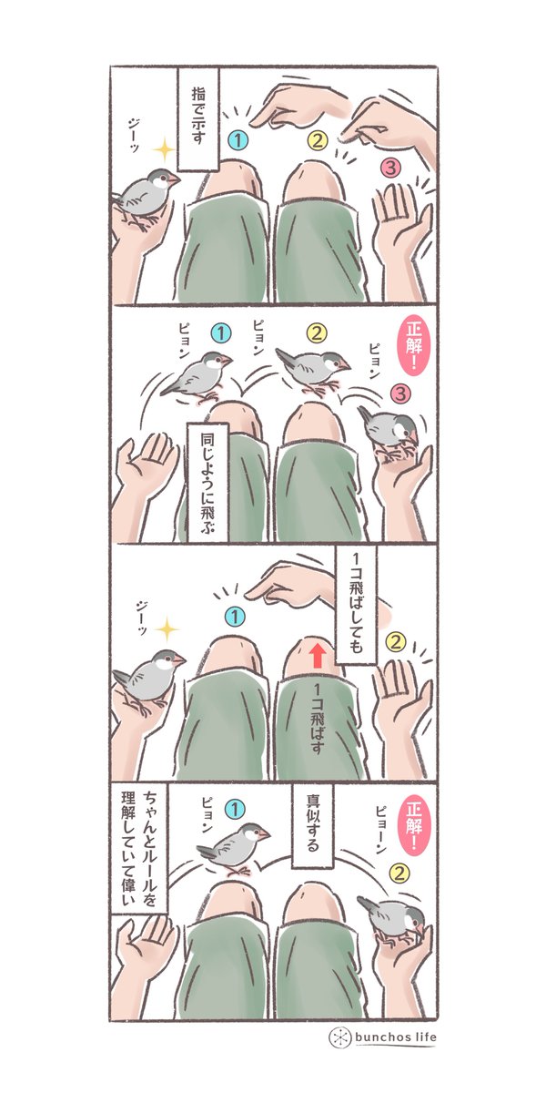 指で示すとおりにピョンピョン飛ぶ遊び、少し複雑にして1コ飛ばしにしても真似できる、偉い!
(↓ツリーにオマケあり)
#文鳥 
#4コマ漫画 
