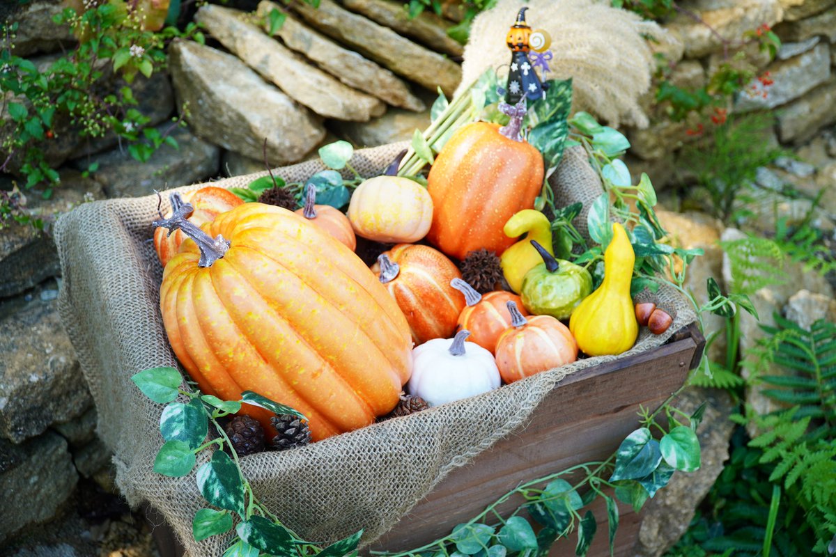 『カボチャパーティ』
#ファインダーの越しの私の世界 
#カボチャ