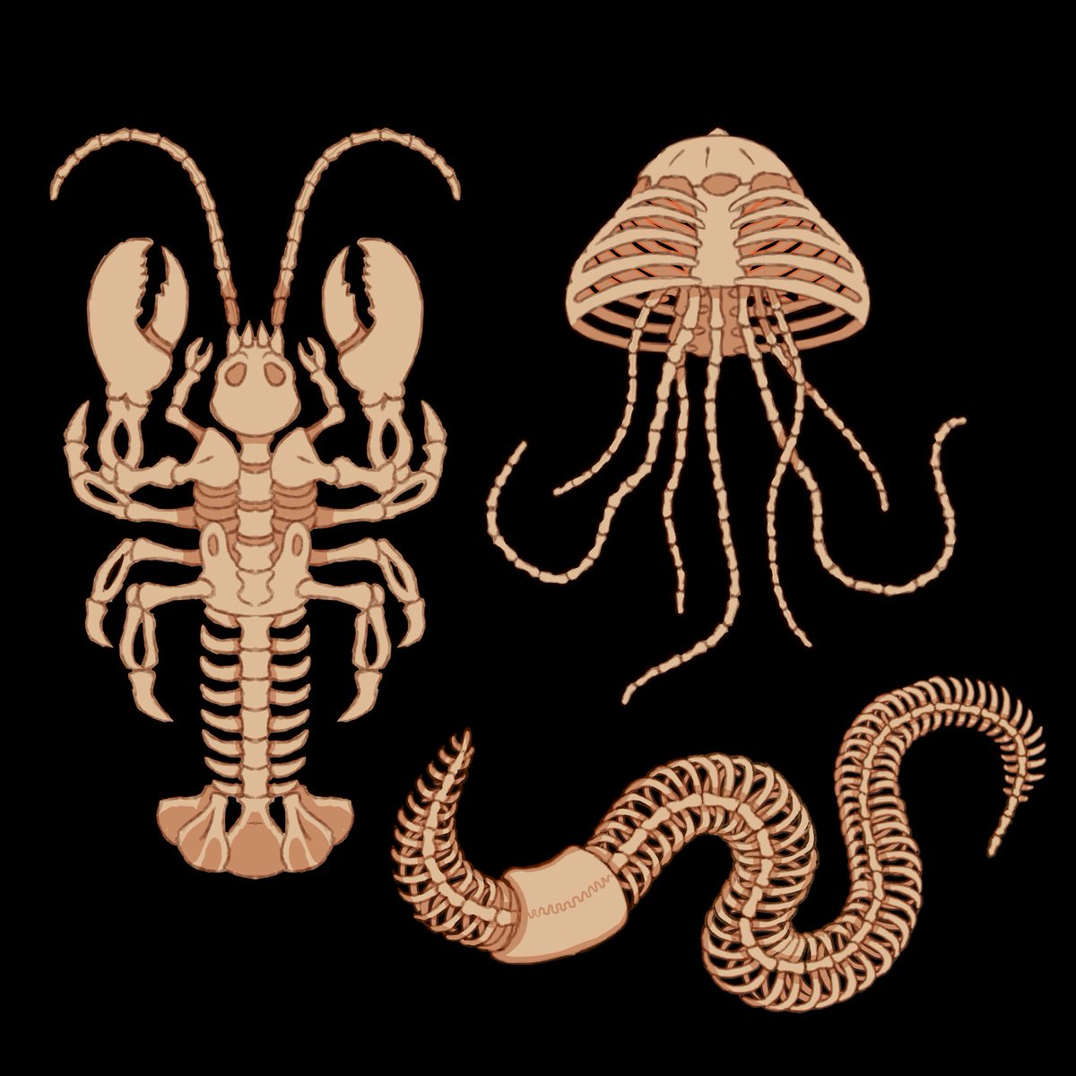 Getting into the Halloween spirit with some animal skeletons!