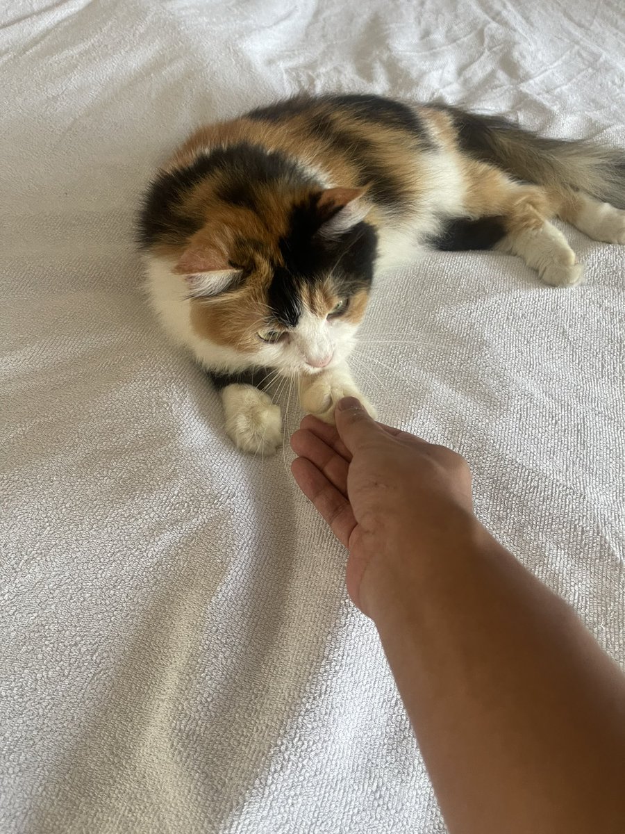 Serah terima kasur kepada mislodi untuk diurus selama 4 hari, semangat mislodi👊😼