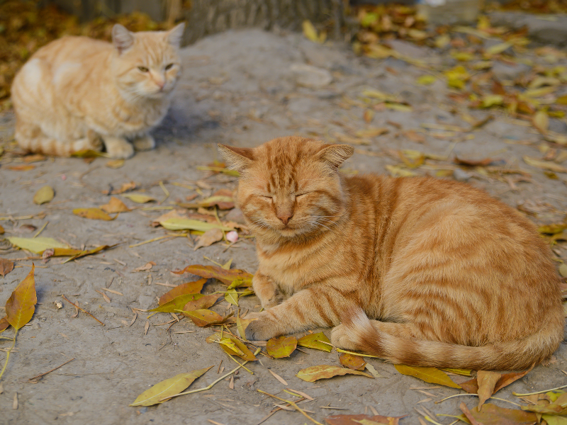 😿 Un gato capturado en #LaGraciosa ya ha sido trasladado con una orden de sacrificio. ¡Esto debe parar en #Canarias! <a href="/EcologicaGobCan/">Transición Ecológica y Energía</a> <a href="/PresiCan/">Presidencia GobCan</a> <a href="/Marianohzapata/">Mariano H. Zapata</a> #islascanarias #canaryislands #losgatosdecanariasnosetocan