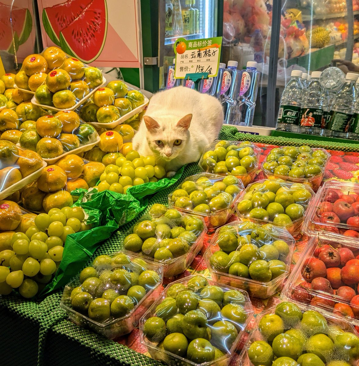 Stopped over in Shanghai en route home from Japan. It's incredible what you can pack in: in 16 hours, I'd wandered along the waterfront Bund, eaten a noodle soup big enough for two, rode the world's fastest train and still had time to pet this greengrocer's cat.