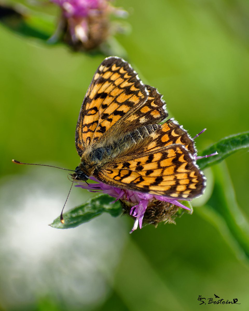 Opie insectes (@opie_insectes) on Twitter photo Mélitée des Centaurées - Sarah Bostoën | La connaissance passe par l'émerveillement ! ✨
📸 Envoyez-nous vos plus belles photos (d'insectes présents en France métropolitaine), avec son identification et votre nom à l'adresse : communication@insectes.org Mélitée des Centaurées - Sarah Bostoën | La connaissance passe par l'émerveillement ! ✨
📸 Envoyez-nous vos plus belles photos (d'insectes présents en France métropolitaine), avec son identification et votre nom à l'adresse : communication@insectes.org