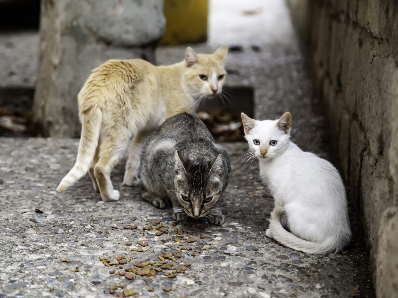 🐱 Los gatos de #Canarias no pueden ser sacrificados por vivir en su territorio. ¡Exigimos respeto por la vida animal! <a href="/PresiCan/">Presidencia GobCan</a> <a href="/Marianohzapata/">Mariano H. Zapata</a> <a href="/EcologicaGobCan/">Transición Ecológica y Energía</a> #islascanarias #canaryislands #losgatosdecanariasnosetocan