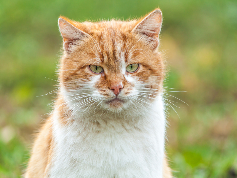 ⚠️ El sacrificio de gatos en #Canarias es ilegal y va en contra de la Ley 7/2023. ¡Detengan esta barbaridad ya! <a href="/EcologicaGobCan/">Transición Ecológica y Energía</a> <a href="/PresiCan/">Presidencia GobCan</a> <a href="/Marianohzapata/">Mariano H. Zapata</a> #islascanarias #canaryislands #losgatosdecanariasnosetocan