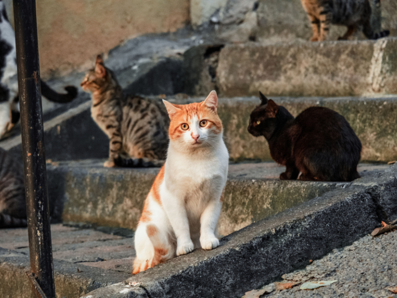 🌱¡Hay amenazas mucho más graves para la biodiversidad de #Canarias que los gatos comunitarios! ¡Es hora de buscar soluciones éticas y legales! 🐾 <a href="/Marianohzapata/">Mariano H. Zapata</a> <a href="/EcologicaGobCan/">Transición Ecológica y Energía</a> <a href="/PresiCan/">Presidencia GobCan</a> #islascanarias #canaryislands #losgatosdecanariasnosetocan