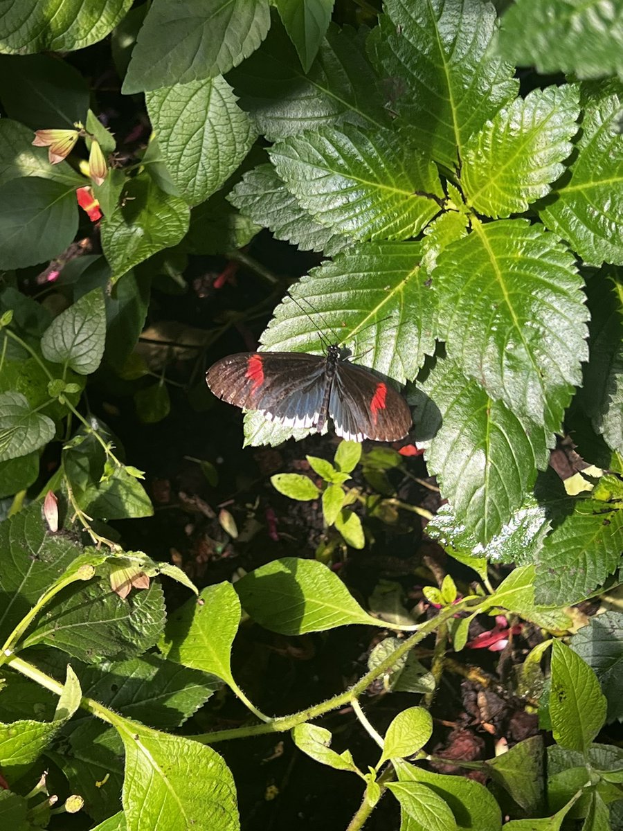 jaciebrianne's tweet photo. 🦋🦋🦋 https://t.co/y72WqeEemz