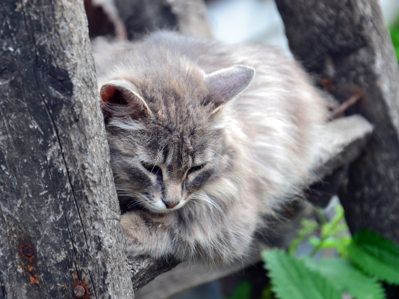 🛑 El Gobierno de #Canarias ha emitido órdenes de sacrificio para gatos comunitarios. ¡Esto es un crimen contra la naturaleza y los animales! <a href="/PresiCan/">Presidencia GobCan</a> <a href="/EcologicaGobCan/">Transición Ecológica y Energía</a> <a href="/Marianohzapata/">Mariano H. Zapata</a> #islascanarias #canaryislands #losgatosdecanariasnosetocan