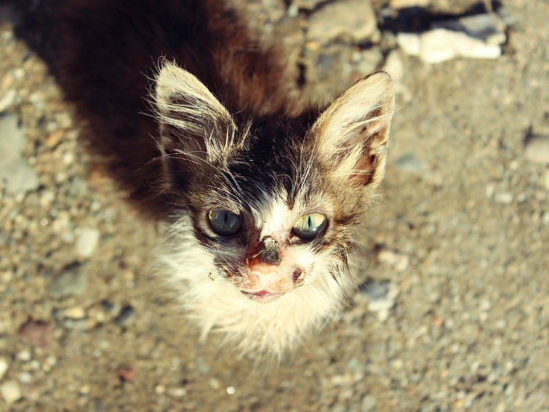 🔴 ¡#Canarias plane un exterminio masivo de gatos comunitarios! La Ley 7/2023 está siendo ignorada! <a href="/EcologicaGobCan/">Transición Ecológica y Energía</a> <a href="/Marianohzapata/">Mariano H. Zapata</a> <a href="/PresiCan/">Presidencia GobCan</a> #islascanarias #canaryislands #losgatosdecanariasnosetocan