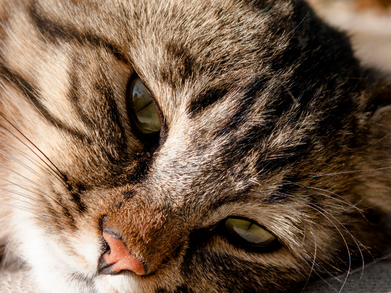 🗣️ ¡El Gobierno de #Canarias quiere obligar a ayuntamientos y cabildos a exterminar a los gatos comunitarios de las islas! <a href="/PresiCan/">Presidencia GobCan</a> <a href="/EcologicaGobCan/">Transición Ecológica y Energía</a> <a href="/Marianohzapata/">Mariano H. Zapata</a> #islascanarias #canaryislands #losgatosdecanariasnosetocan