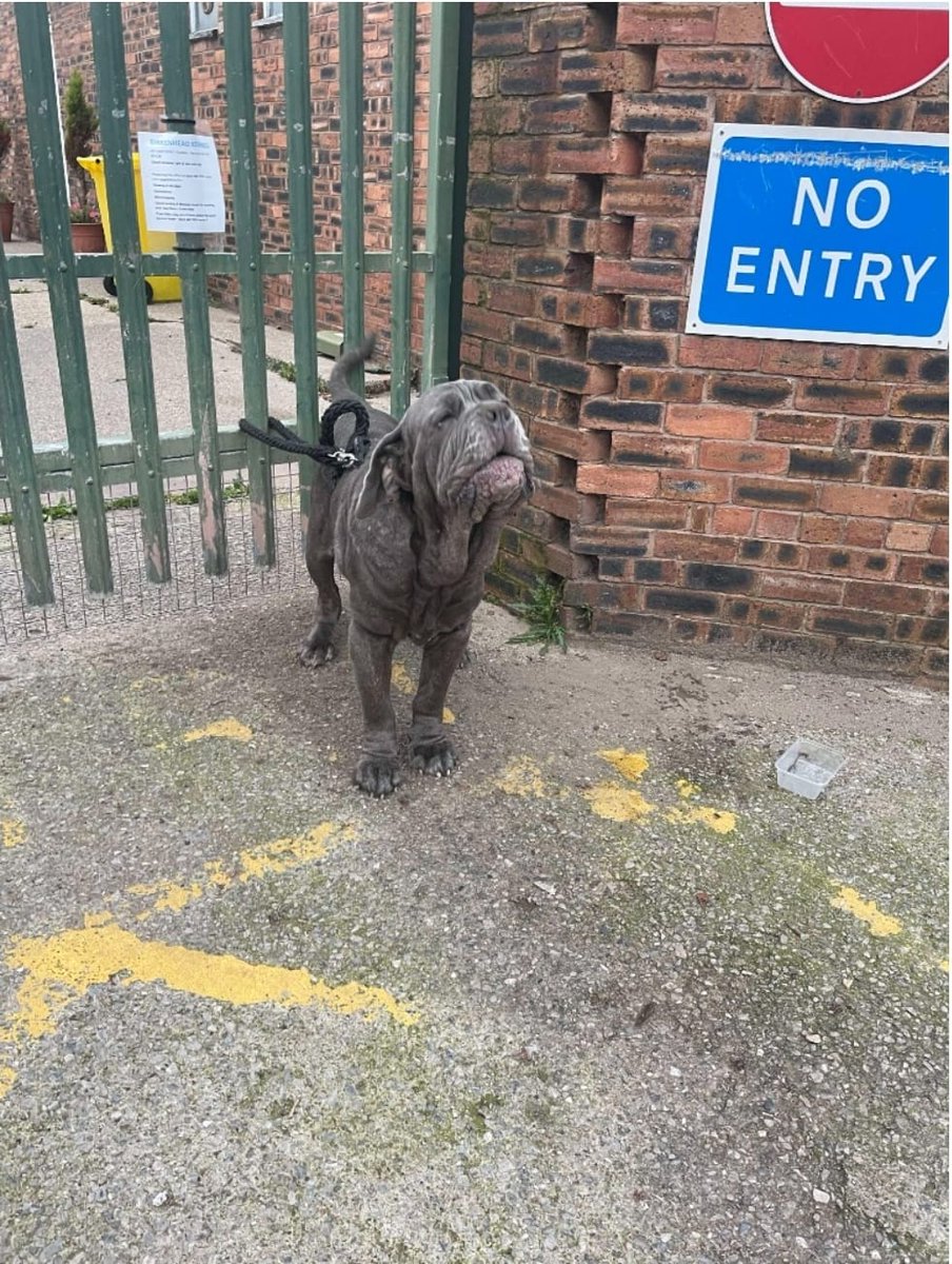 Animal Adoptions UK ๐โ๐ฆบ๐๐โค๏ธ (@adoptionsuk) on Twitter photo Please retweet, good to see <a href="/GMB/">Good Morning Britain</a> talking about the decline of Hedgehogs in the UK but why are they not reporting about the huge increase in pet abandonment in the UK? Dogs are being killed in council pound because rescue shelters are full ๐ถ๐
Figures in 2023 showed 30%- 40% Please retweet, good to see <a href="/GMB/">Good Morning Britain</a> talking about the decline of Hedgehogs in the UK but why are they not reporting about the huge increase in pet abandonment in the UK? Dogs are being killed in council pound because rescue shelters are full ๐ถ๐
Figures in 2023 showed 30%- 40%