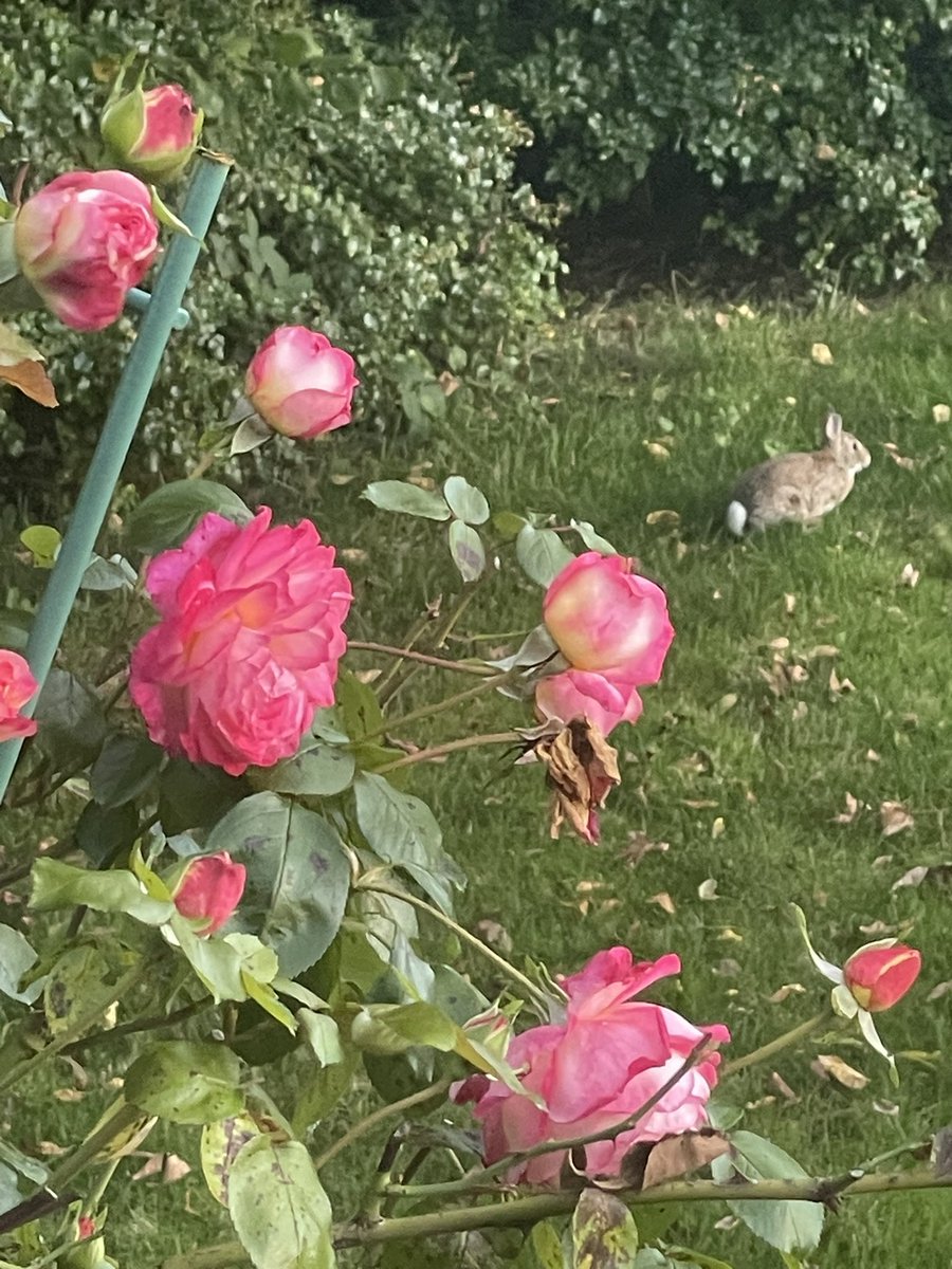 Finally got that final bloom of Roses. With the weather turning, probably last chance for pics. First time I’ve gotten three rounds of blooms. And even had a visitor. 🌹🐰