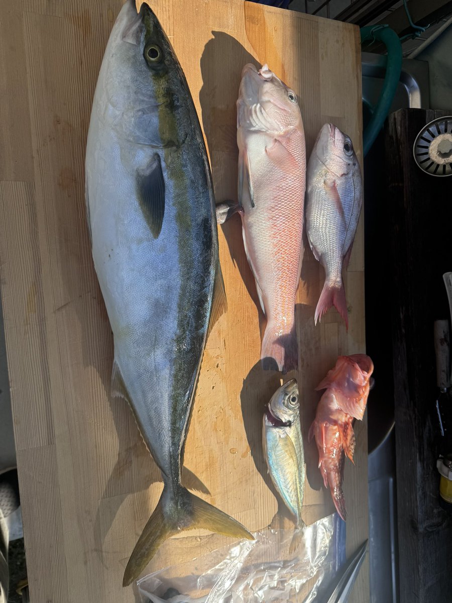 魚釣ってきた
今日は豪勢に刺身だー