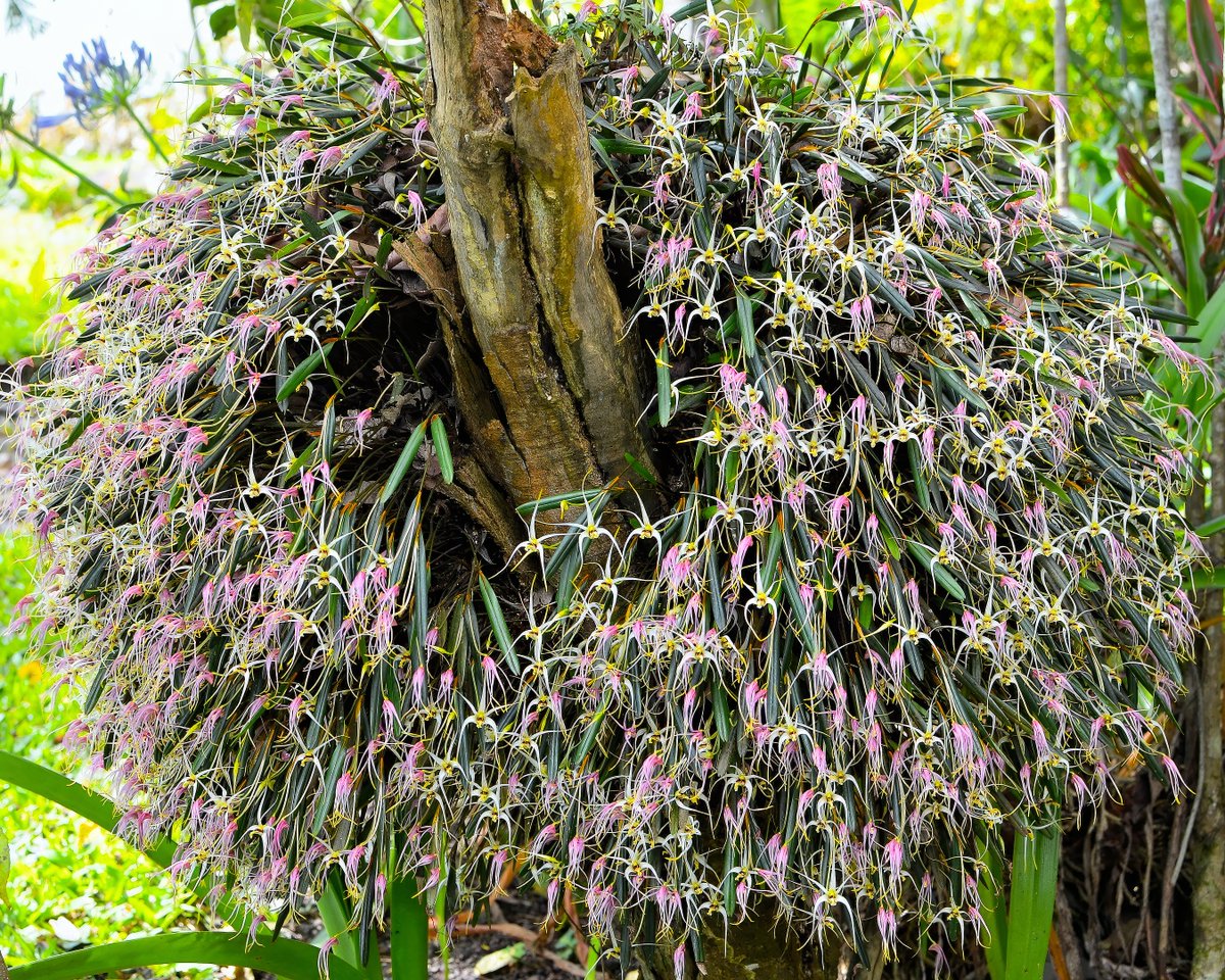 orchidsofkurt's tweet photo. 1/ A very nice Dendrobium species* from section Diplocaulobium. Found growing in the lower montane forest of New Guinea (c.1600-1900m) this is, individually, a relatively small epiphyte but it can grow into massive specimens. I find the long-neck-vase shaped pseudobulbs are so silky smooth on new growths and quite beautiful! Typical of the section, the flowers last just a portion of one day, blooming in the morning and closing and turning a very bright violet pink in the late afternoon. Flowers also have a very nice scent of vanilla and plants will bloom, depending on size, over a 3-4 day period with most of the flowers opening on the 2nd and 3rd days.

* Notes ~ There seems to be so many variations of the plants and flowers of species from section Diplocaulobium, which make them particularly difficult to identify. I've mostly given up trying except for the most obvious matches.
°
°
#nature is my #garden with all the #amazing #tropical #orchids, #plants and #flowers of Papua New Guinea!