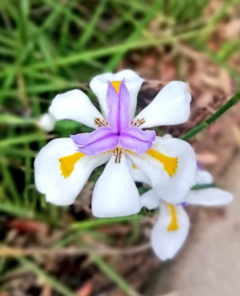 Vics_Echidna's tweet photo. Another beautiful #NatureWalk, with spring flowers and a fantastic Illawarra  Flame Tree 😍 their blossoms are incredible. Many different flowers and birds in #RobelleDomain @springfieldQLD 🏞️ #MoveMore💪 #NatureMatters🌅 @heartfoundation @UQCCHW 💖💚 https://t.co/qUtxUmpMk2