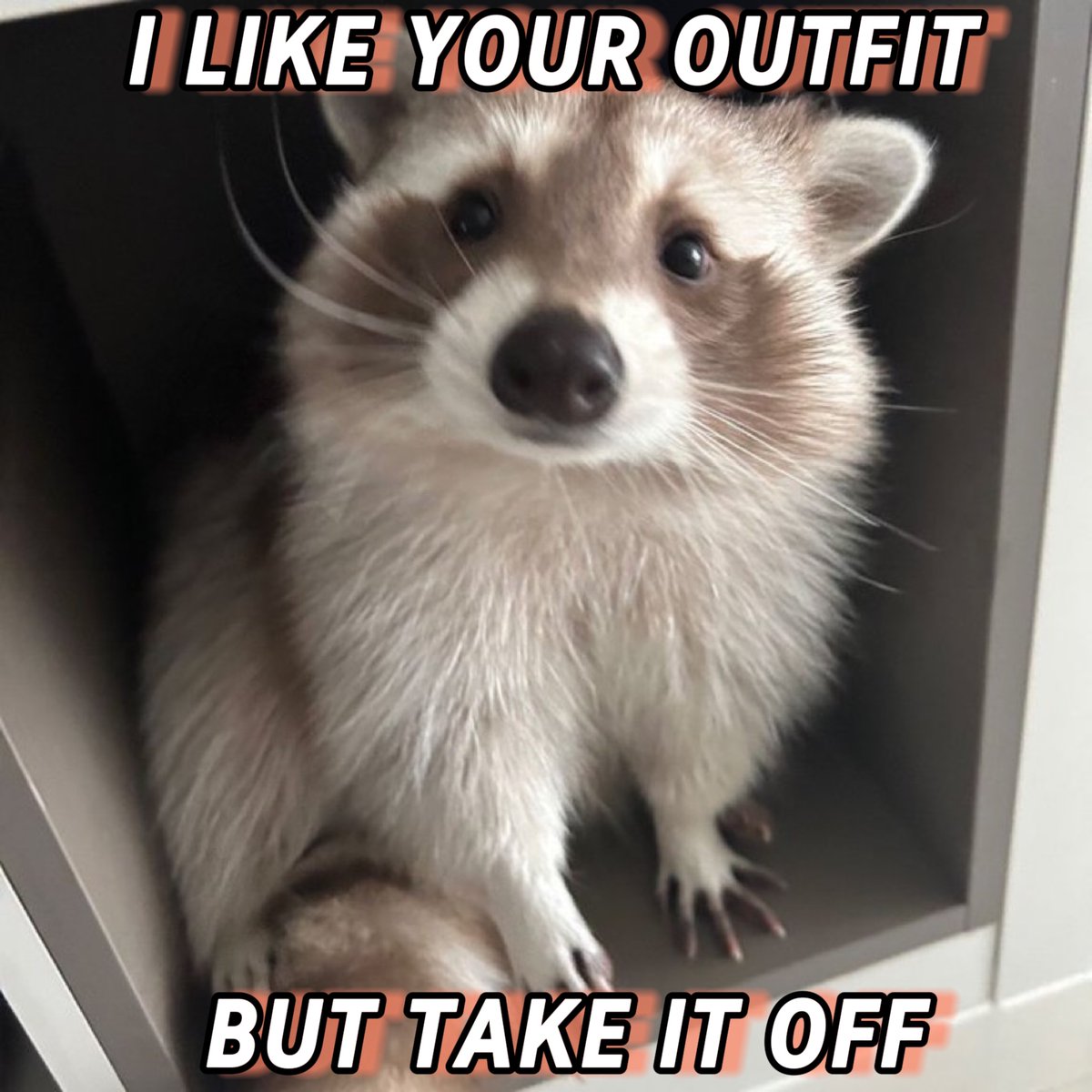 raccoonesthetic tweet picture