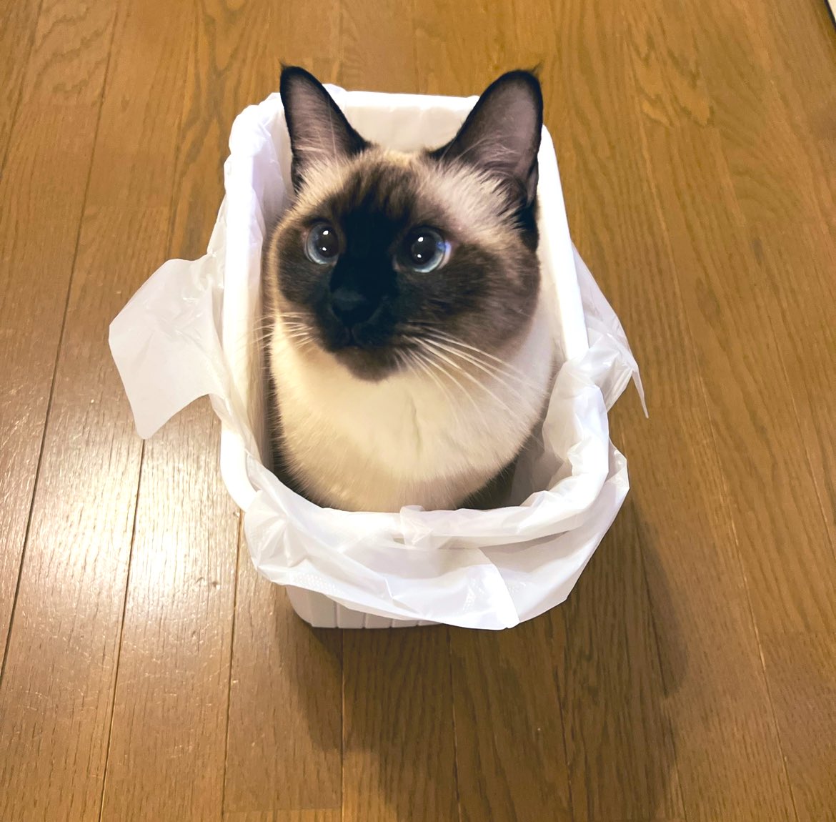 Oa1Un's tweet image. キラキラ👀