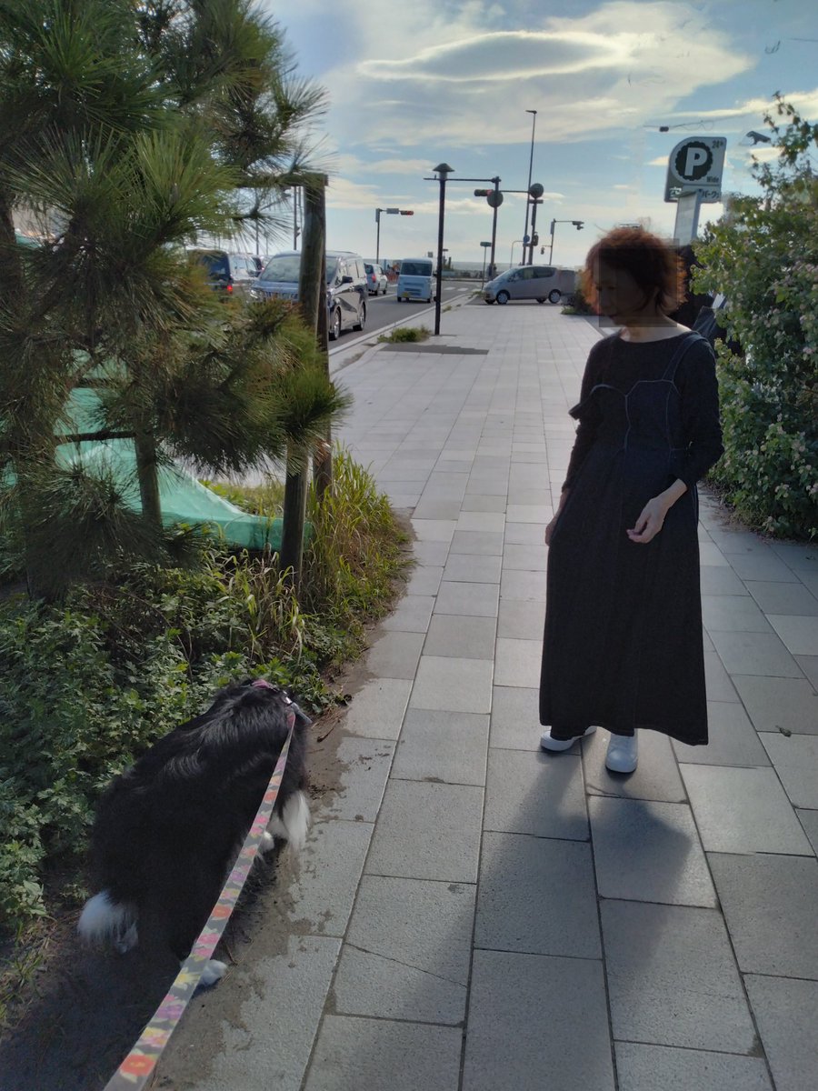 BorderCollieFeb's tweet photo. 珍しいものを見つけると釘付けになるふぇぶさん👀
好奇心旺盛で可愛いのぅ。
泳ぐのは好きじゃないけどビーチは好きなんだよね。よき笑顔♡
#お台場海浜公園
#由比ヶ浜 https://t.co/xzMBkNCP6z