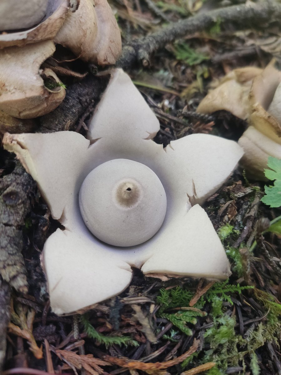 Fungi_Cosas's tweet photo. Encontré a este hermoso #Geastrum ¿Adivinen cómo le llaman? 
- sí, flor de tierra 🌸 estrella de tierra ⭐ y me parece muy ENCANTADOR 😍 https://t.co/etjI1TLjdu