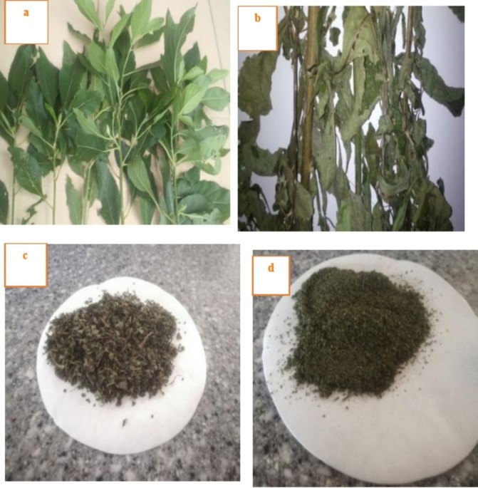 Pharmaceutical effluent degradation using hydrogen peroxide-supported zerovalent iron nanoparticles catalyst nature.com/articles/s4159…