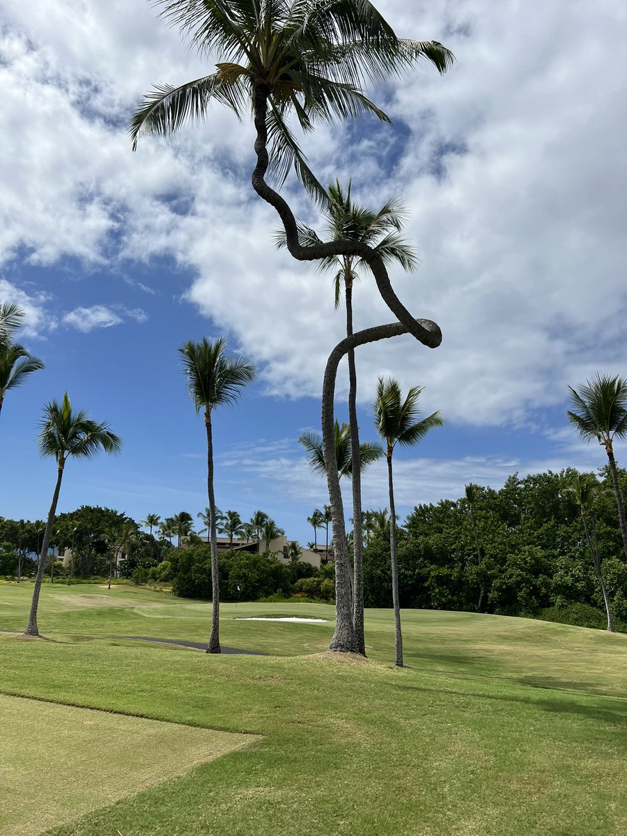 Can any arborists or superintendents explain how this palm tree became so twisted? I’ve seen thousands of Palm trees but never one like this. #palmtree