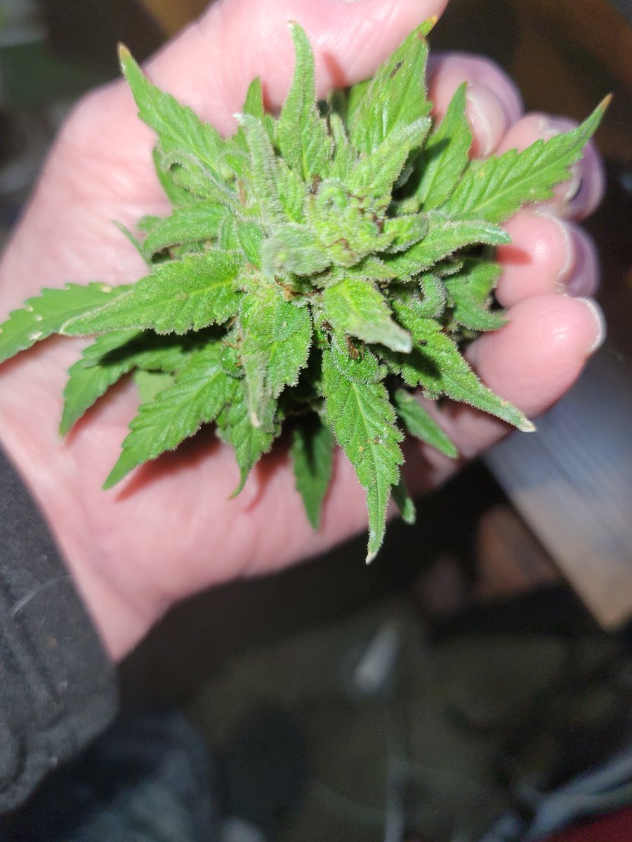 Jeri Hambleton tweet media