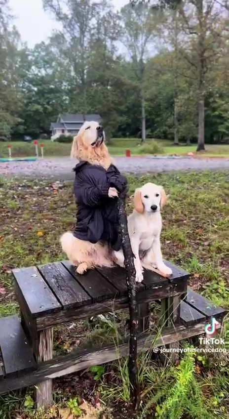 GandalfGolden's tweet image. unbothered. moisturized. happy. in my lane. focused. magical.

new $GANDALF TikTok content is dropping left and right, support Gandalf the wise service dog and his service dog trainer here:
tiktok.com/@journeyofaser…