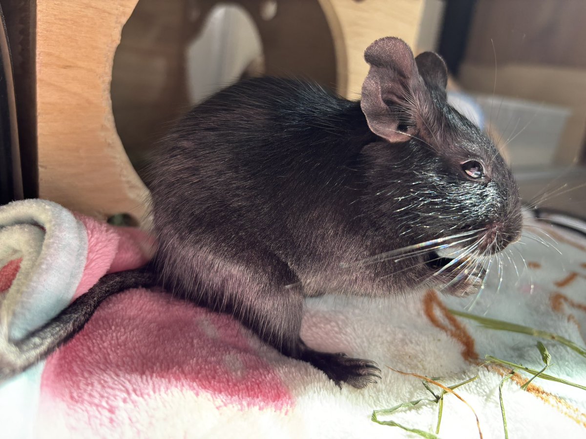 H7ckyhappy's tweet image. 今朝のむぎちょこ☀️
#デグー
#むぎちょこ