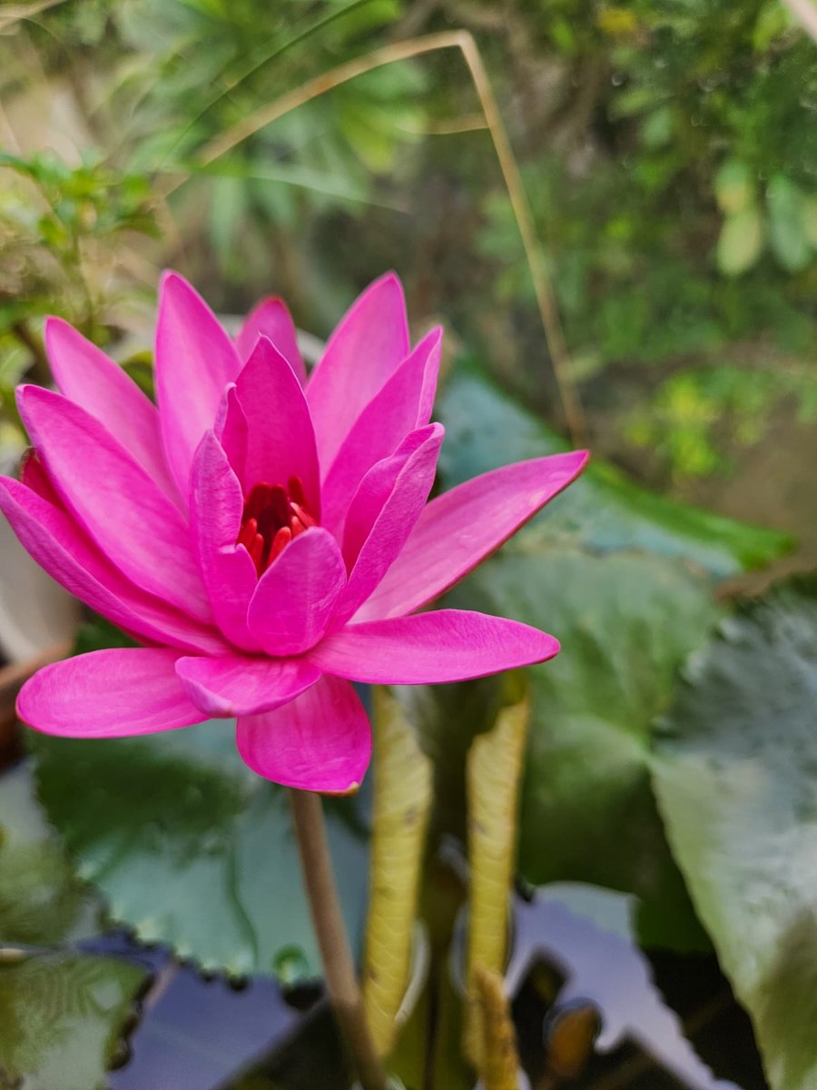 A vibrant pink water lily blooms gracefully in my garden, its petals unfurling in a symphony of color. Nature's artistry at its finest. 😊
#serenity #flowergarden #MondayVibes