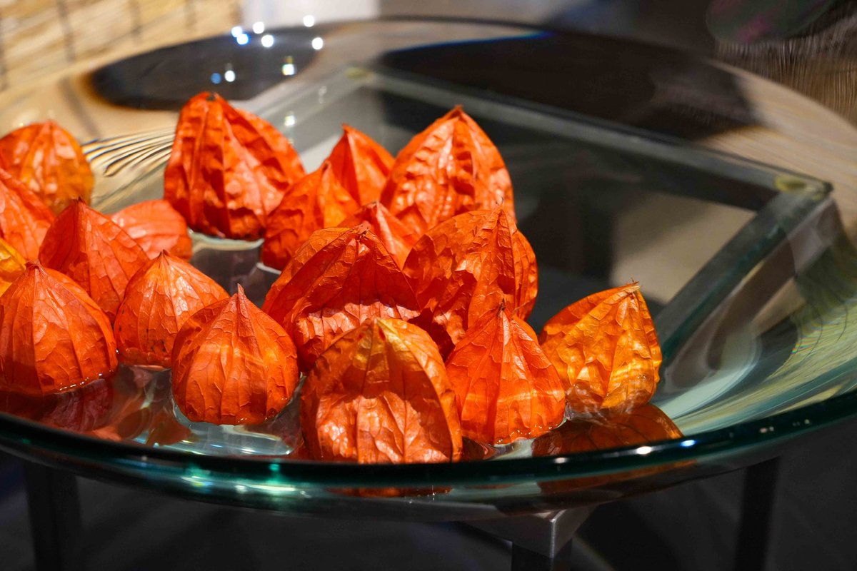 FeelingArts2019's tweet photo. The Chinese lantern plant, known as "Hozuki" in Japanese, is cherished in Japan for its bright, lantern-like husks. These vivid orange husks, resembling small paper lanterns, have become a symbol of summer and embody the essence of traditional Japanese aesthetics.

#zen https://t.co/z7jhtpV0Ga