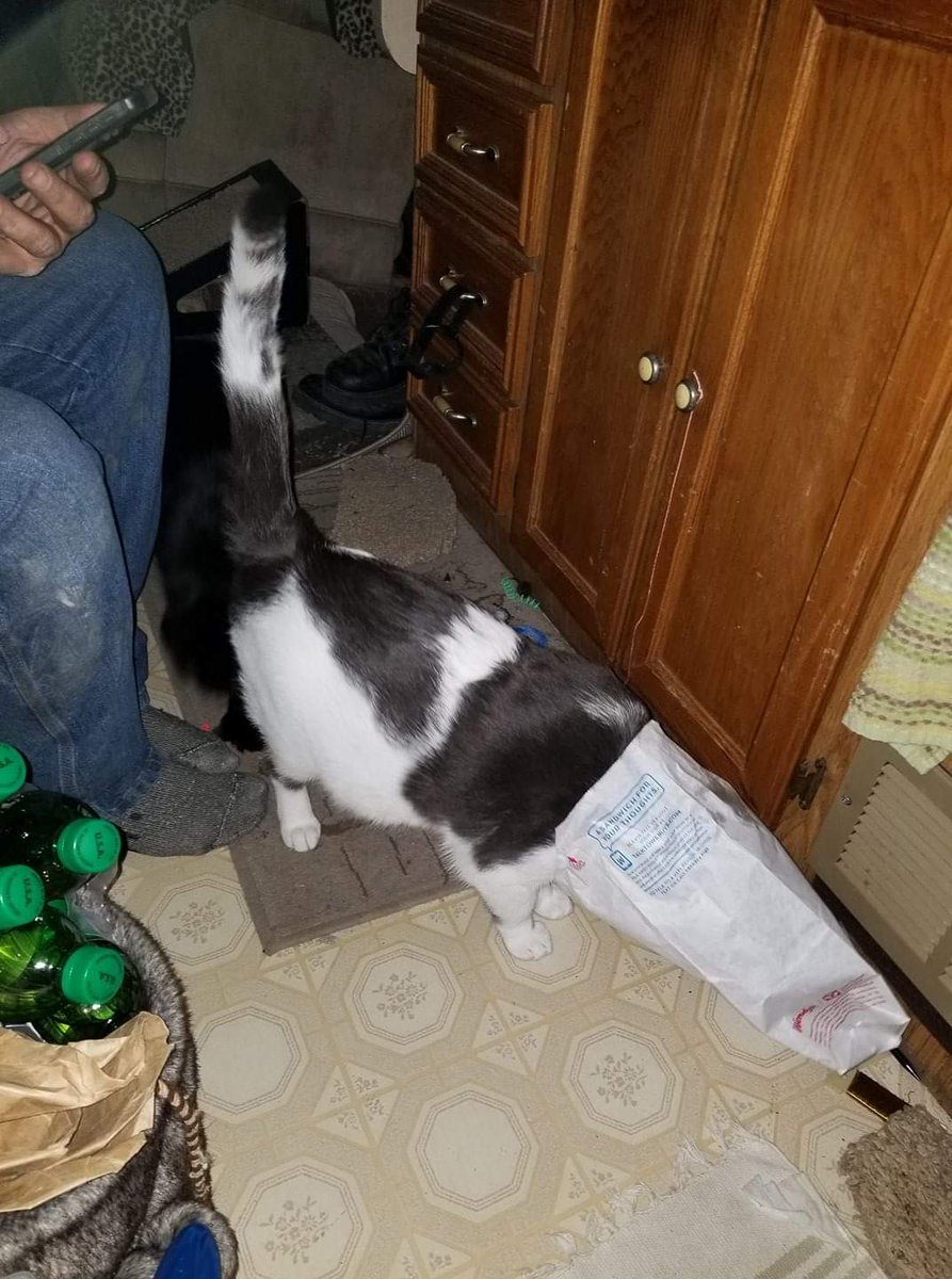 oddballcattoys's tweet photo. Benny is well known for walking around nonchalantly with a bag over his head. This is normal to him. 😹😹😹 #sillykitty #sillycatsofinstagram #catbag #mycatisweird #mycatistalented #specialneedscats #gobennygo #bennylove #notnormal #catsarethebest #catasticworld #catsarelife https://t.co/26FXKJephv