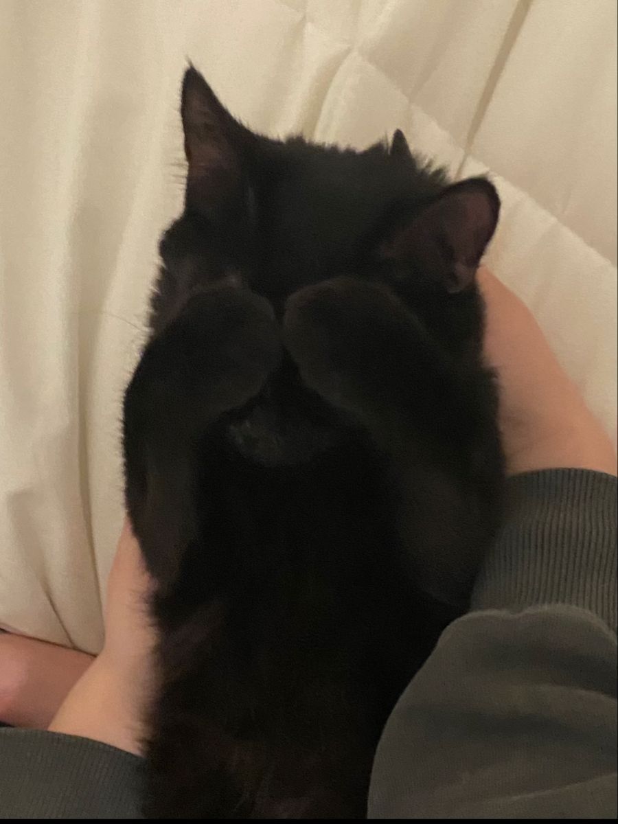 KOT2071's tweet photo. Kitty see no evil https://t.co/qwmO8NOkv3