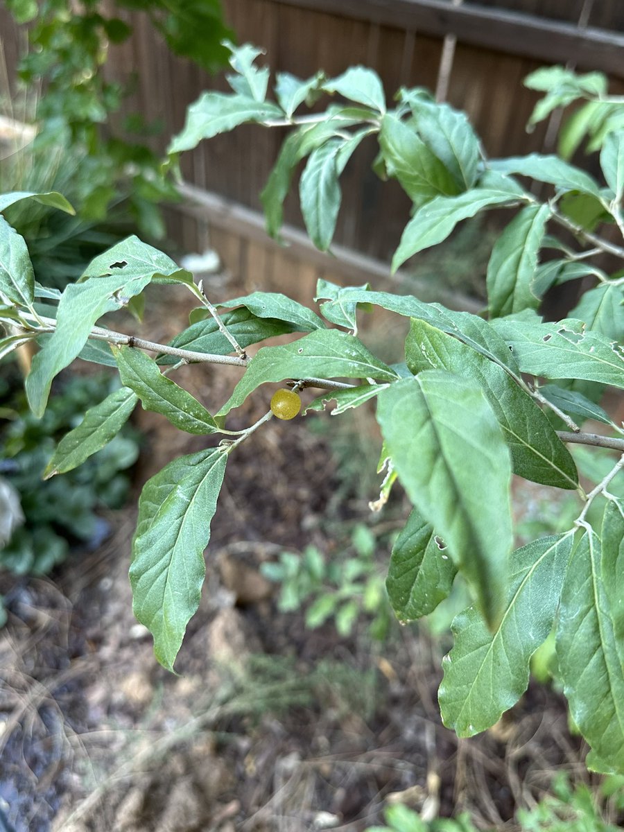 Fortapachefun's tweet image. First fruits from my autumn olive.