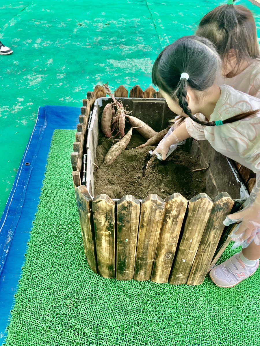 kohokuinter's tweet photo. 本日はさつまいも堀り体験を開催中！
大きなさつまいもをゲットしよう！

#港北インター住宅公園 #住宅展示場 #イベント #さつまいも堀り #体験 https://t.co/sXovODNSBy