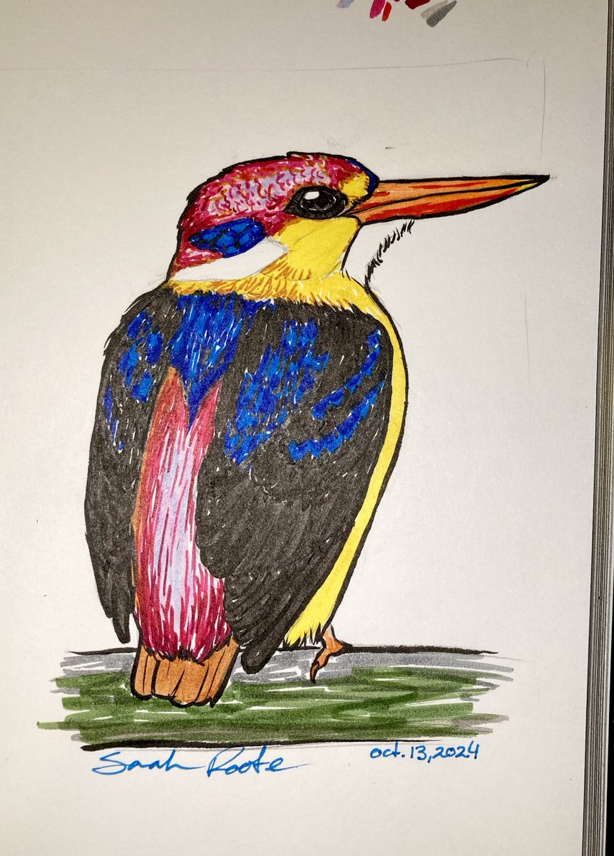 SunCatRune's tweet photo. InkTober #13 - Black-backed Dwarf Kingfisher

A crazy colorful bird that I had trouble representing with my markers (and photo didn't do it any favours either). There are a number of colorful kingfishers, often showing vibrant blues.

#inktober2024 #inktober #drawtober https://t.co/Dqye7WfYxW