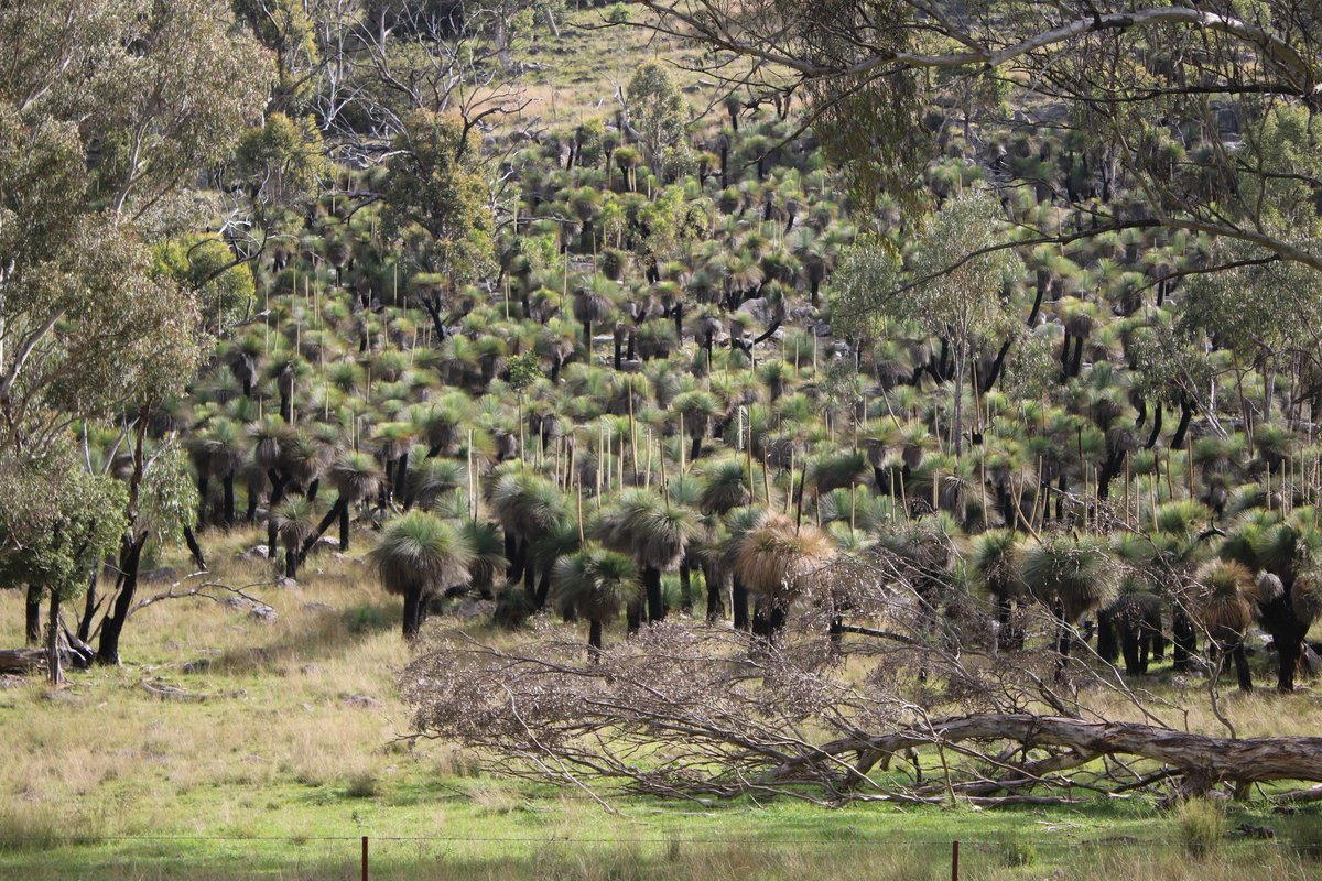 Hunter Region Landcare Network tweet media